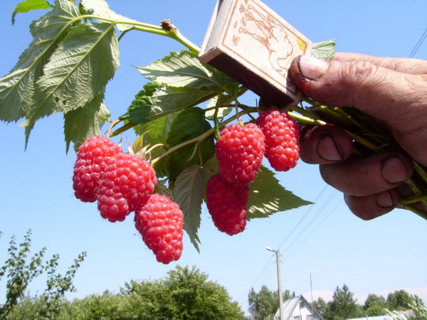 Raspberry Brilliant има големи плодове
