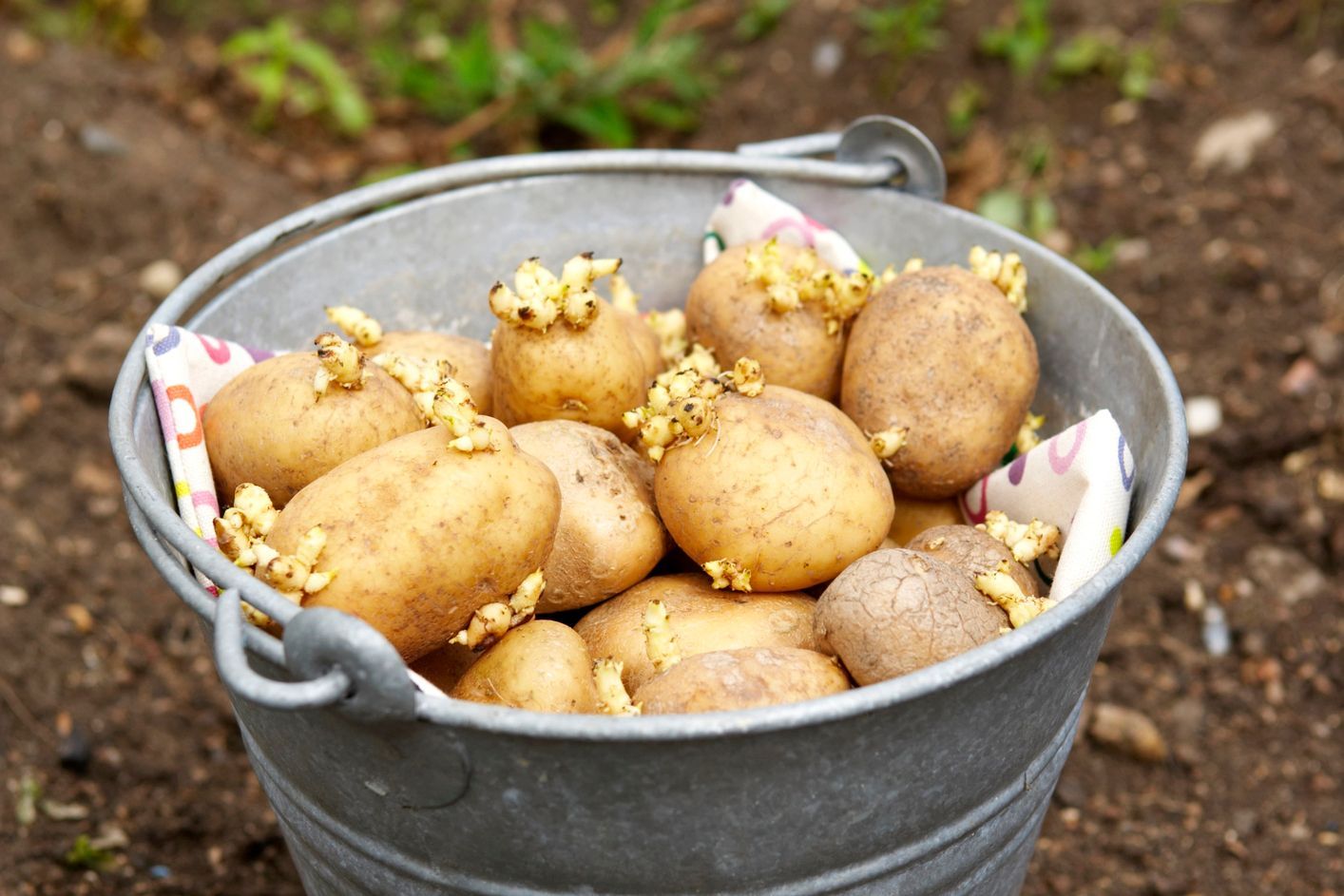 Картофи преди засаждане