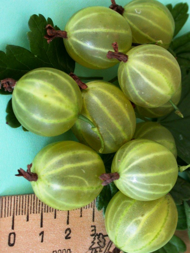 Богата реколта от малахитско цариградско грозде
