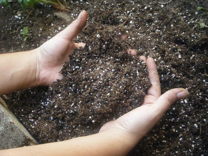  Изборът на почва за засаждане на картофи Журавинка