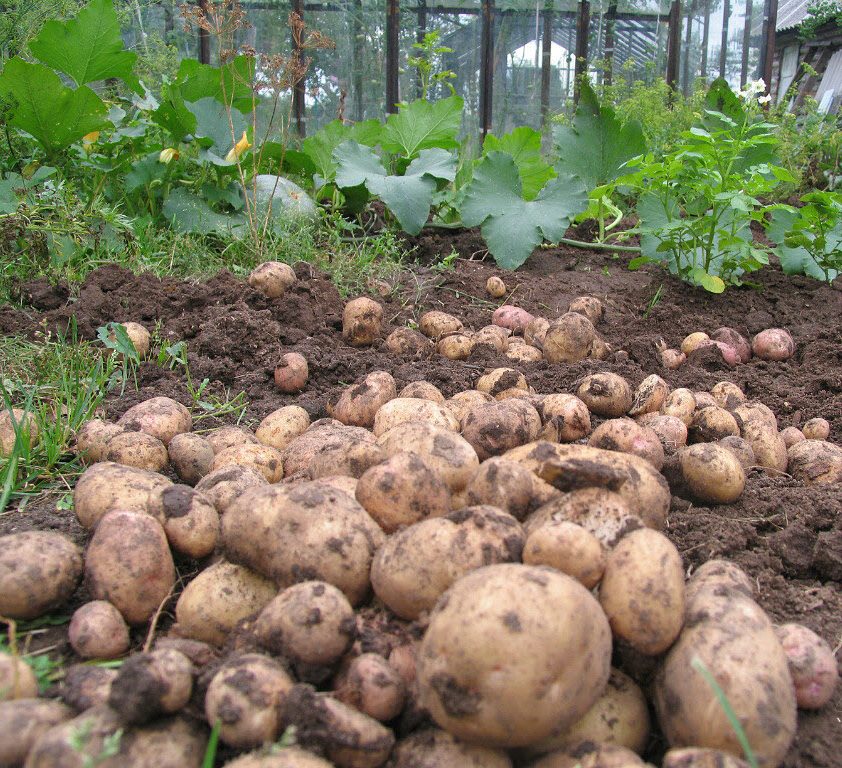 Картофена реколта Рамос приятно радва с изобилието си