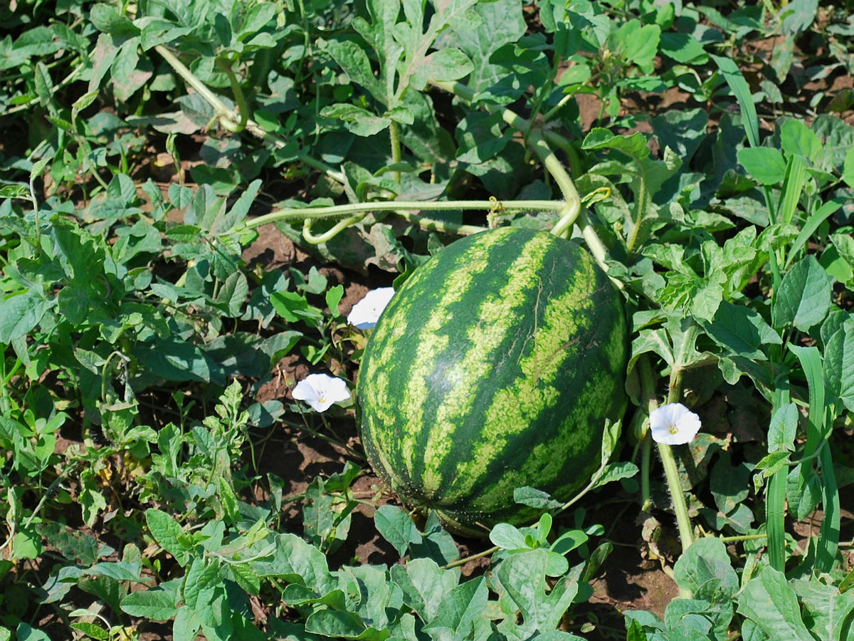 Watermelon in the garden
