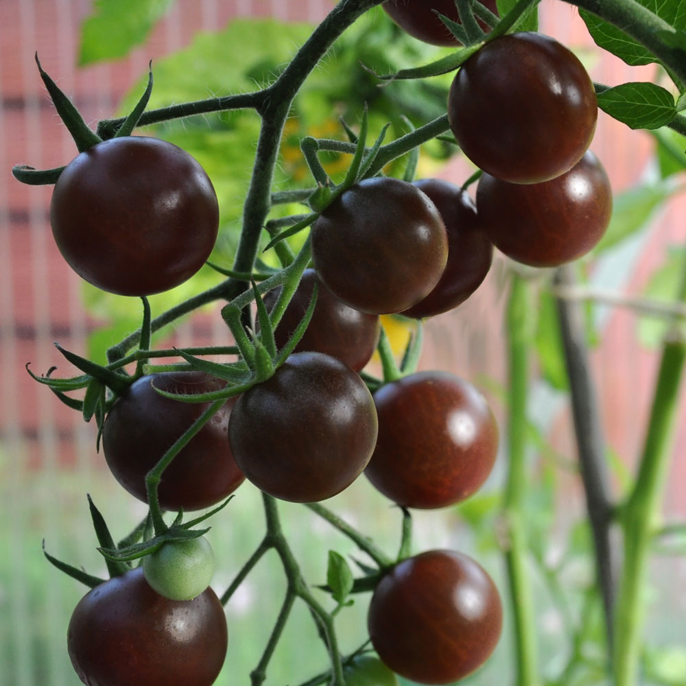 Чери негърски домат