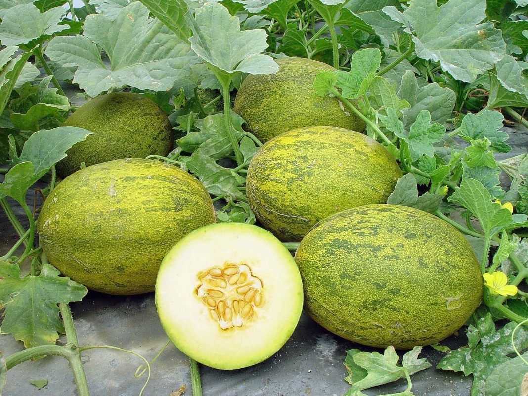 Melon in the garden