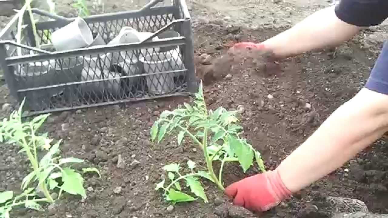 Plantar cogombres