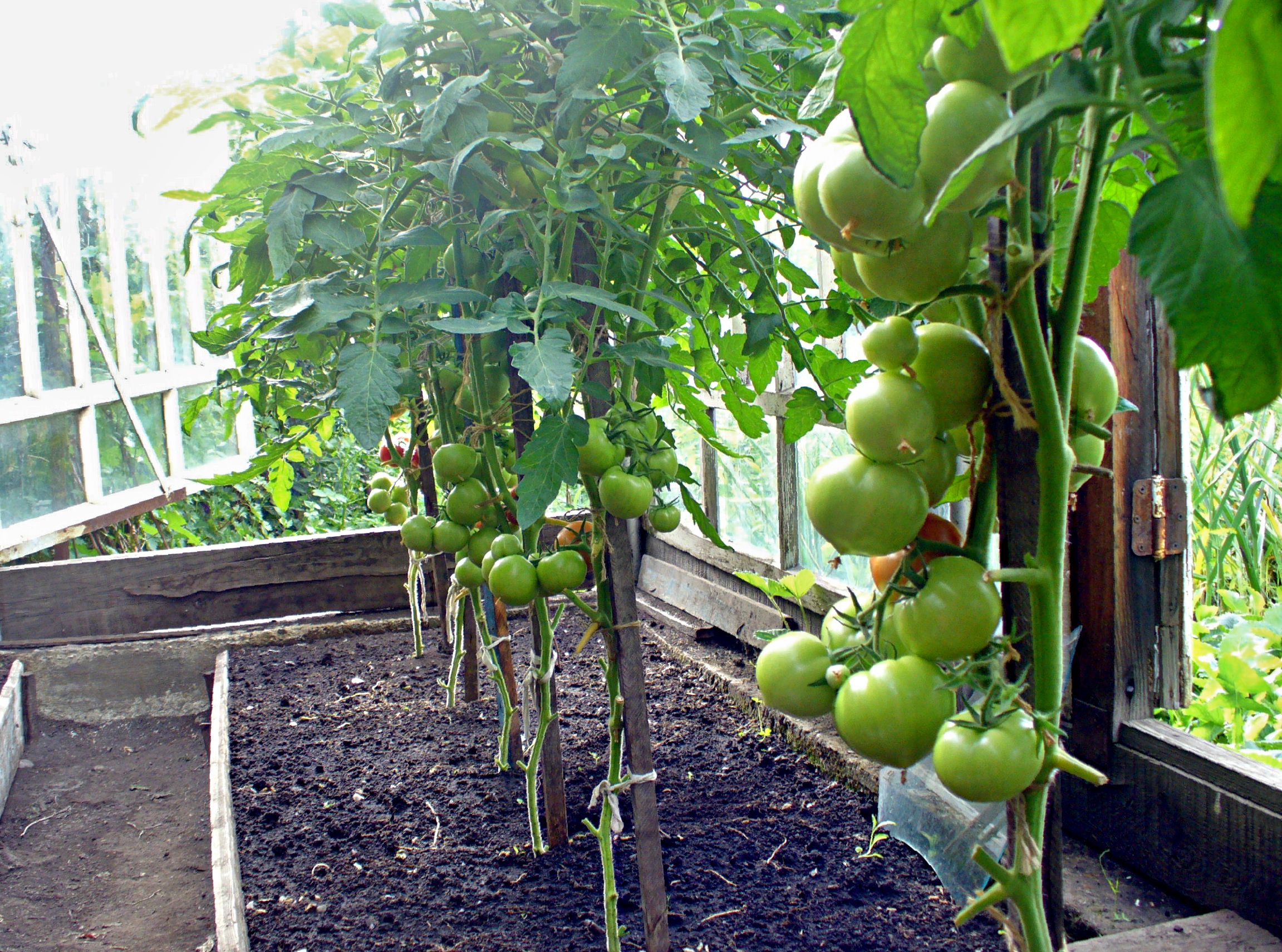домати в оранжерията