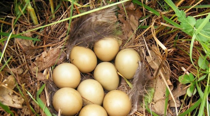 financial smear Pastor Despre ouăle de fazan: masă de incubație și eclozare de pui cu ajutorul  unui incubator