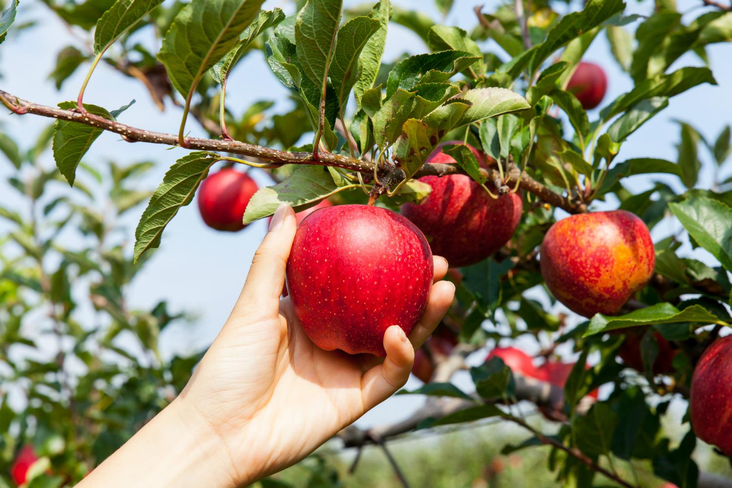 تنتج بعض النباتات الثمار مثل التفاح