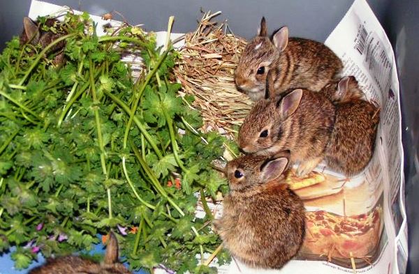 Можно давать кроликам деревья. Свежая трава для кроликов. Трава для декоративных кроликов. Крупы для декоративных кроликов. Еда для кроликов домашних.