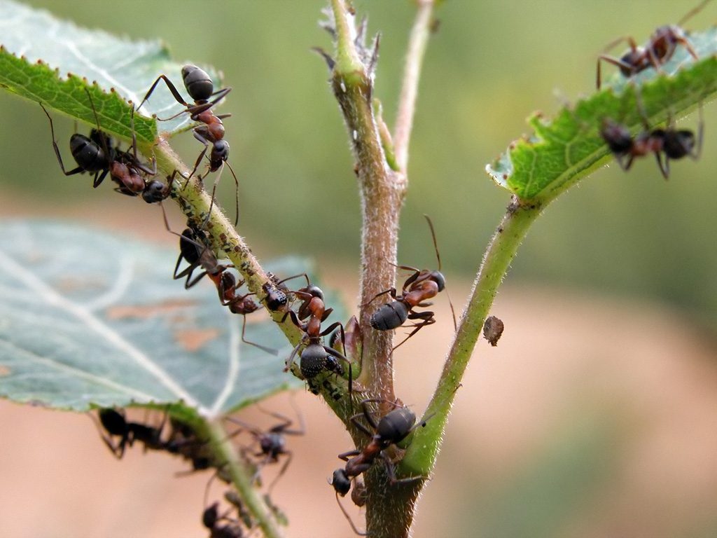 Wie man fliegende Ameisen im Haus loswird Methoden zum Umgang mit 