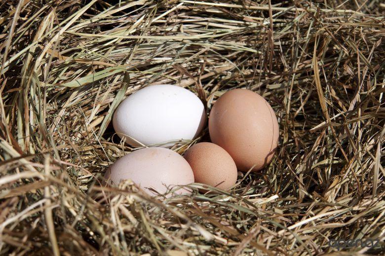 تجلس معظم الطيور على بيضها حتى يفقس مالسبب في ذلك