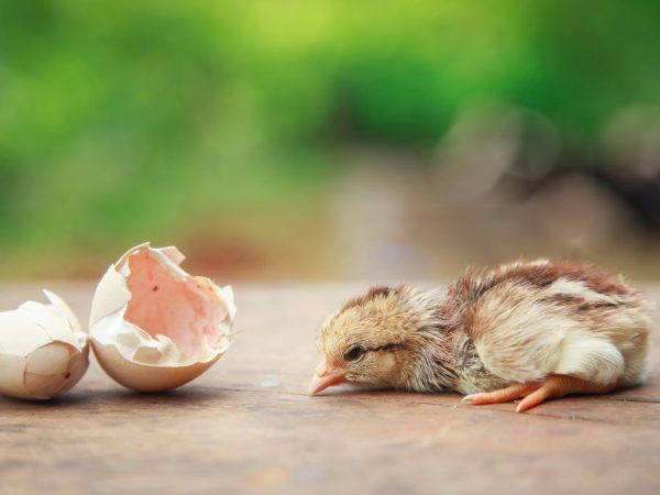 تجلس معظم الطيور على بيضها حتى يفقس مالسبب في ذلك