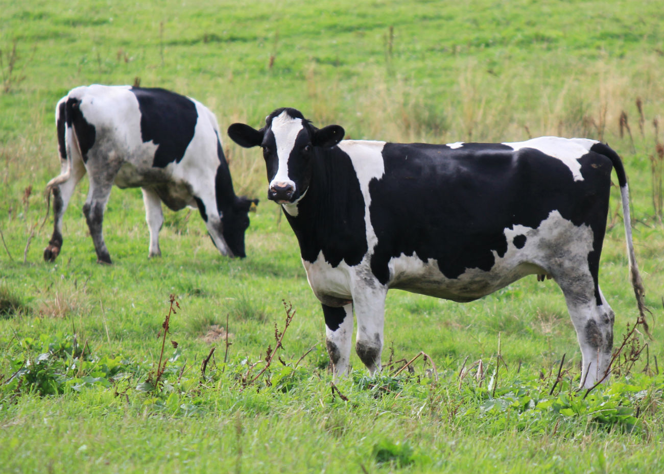 Über die Schwarz-Weiß-Rasse von Kühen, Bullen, Rindern: Merkmale